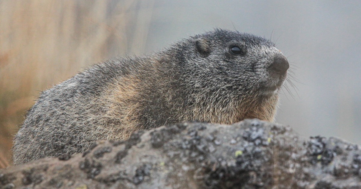 Memes Made Marmots Famous. So, Scientists Started ‘OnlyMarms' to Boost Their Chances at Survival