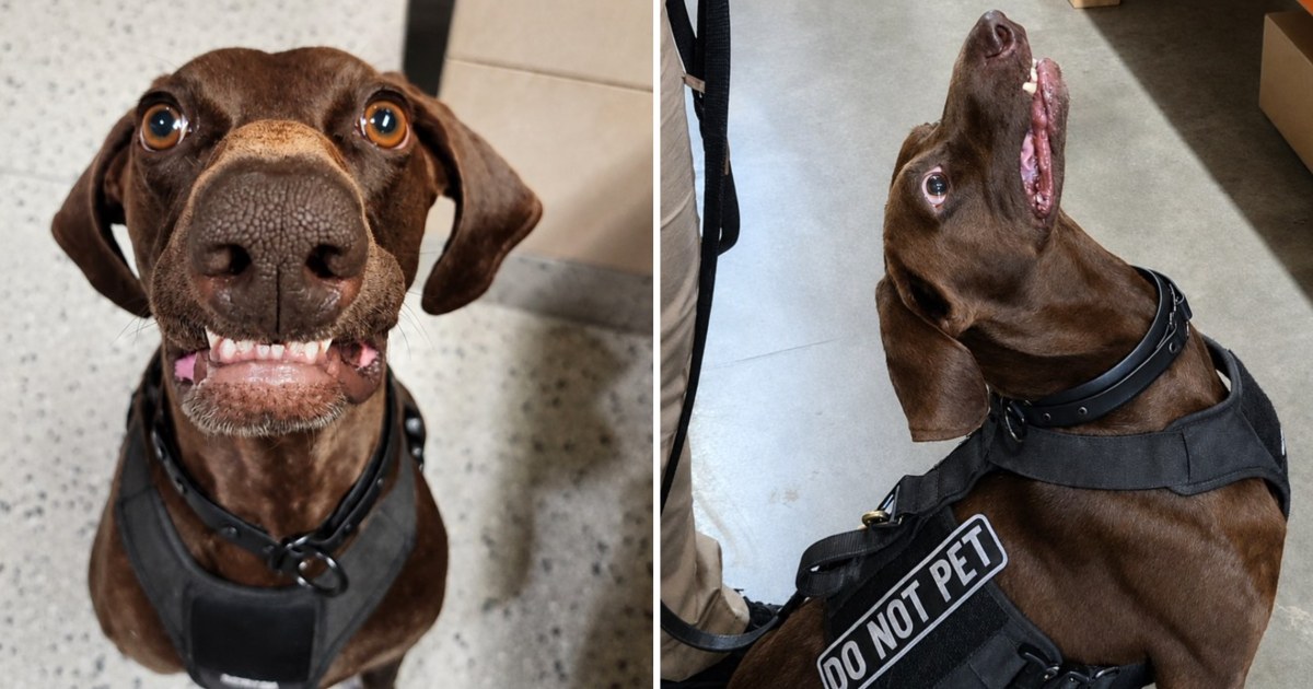 TSA's Cutest Canine Winner's Photos Prove He Was Born a Star