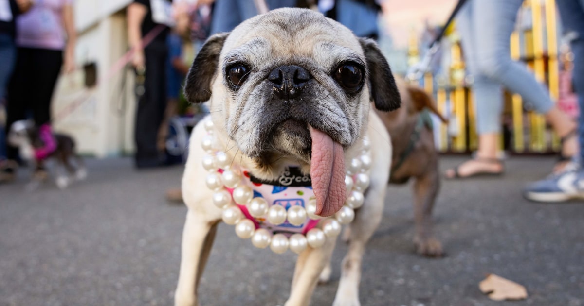 today.com - Jinny Lu, A Rescue Pug, Wins the 'World's Ugliest Dog' Contest