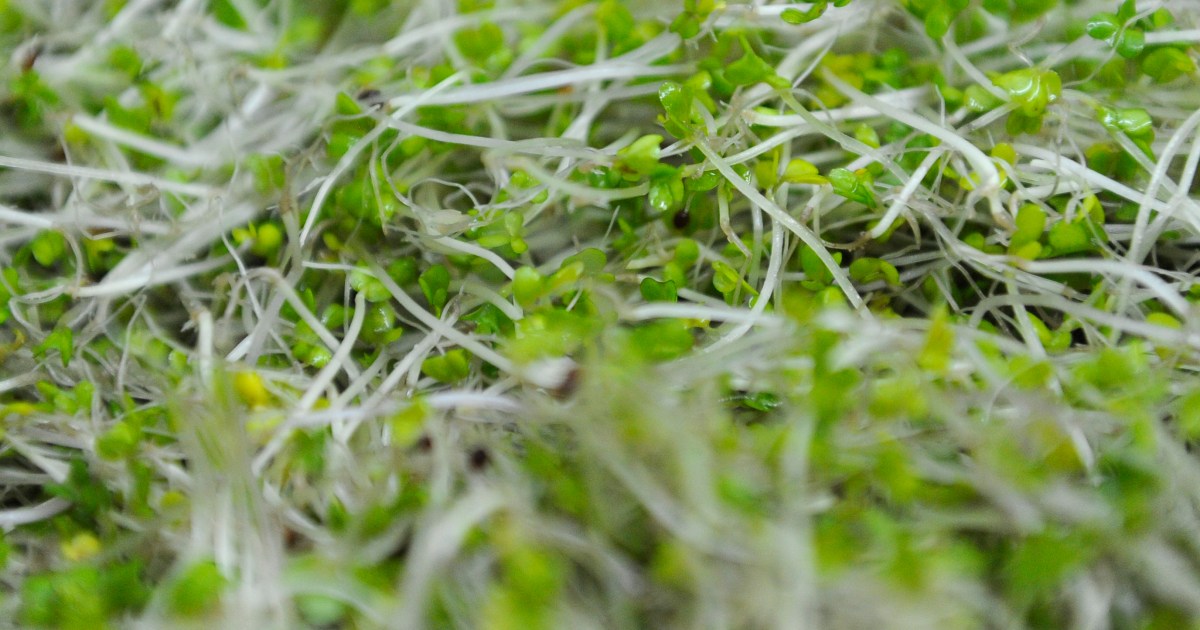 Broccoli Sprouts Linked to Salmonella Outbreak Recalled After 2 Hospitalizations