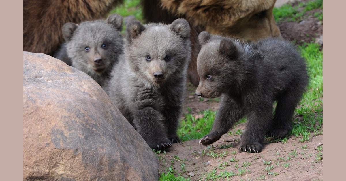 Momma bear and her three cubs take a stroll