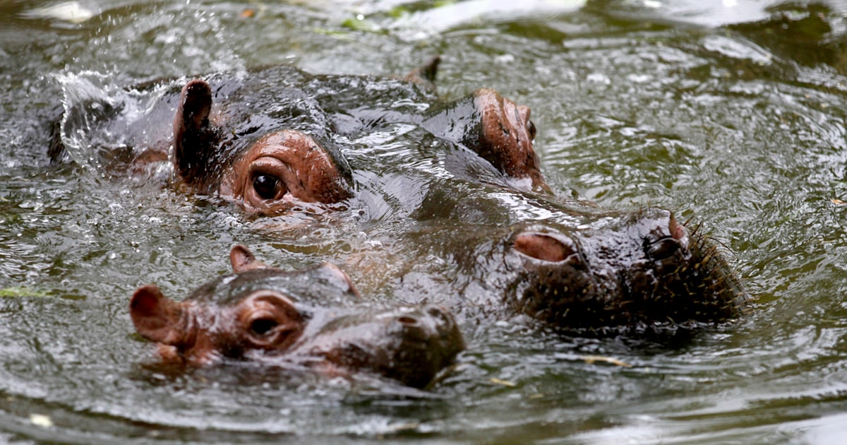 New baby hippo exhausted by day out at the Prague zoo