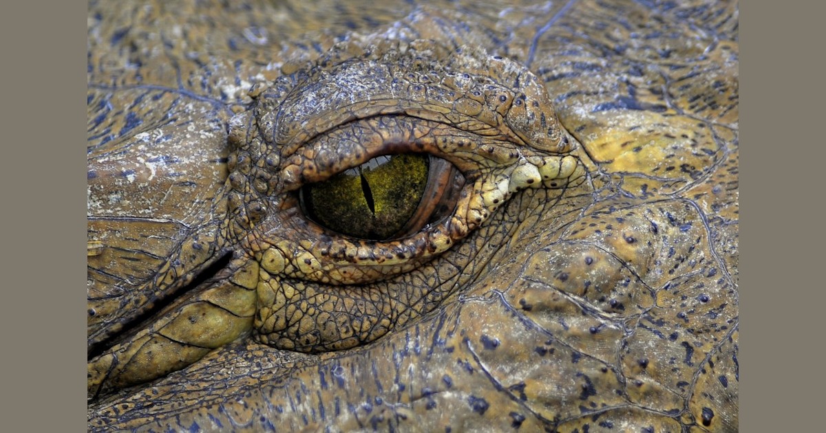 the world through the eyes of animals