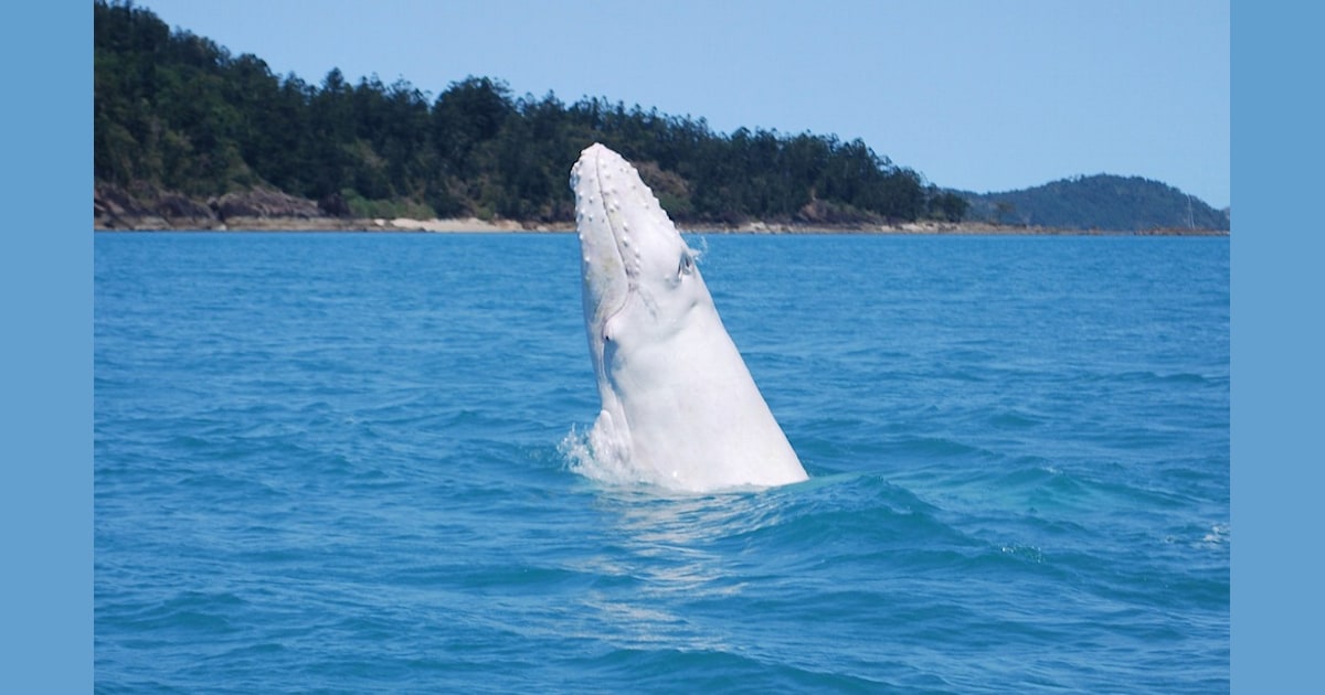Moby's cousin? Rare white humpback whale spotted