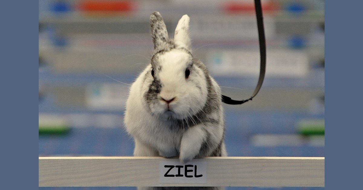 Rabbit jumps online