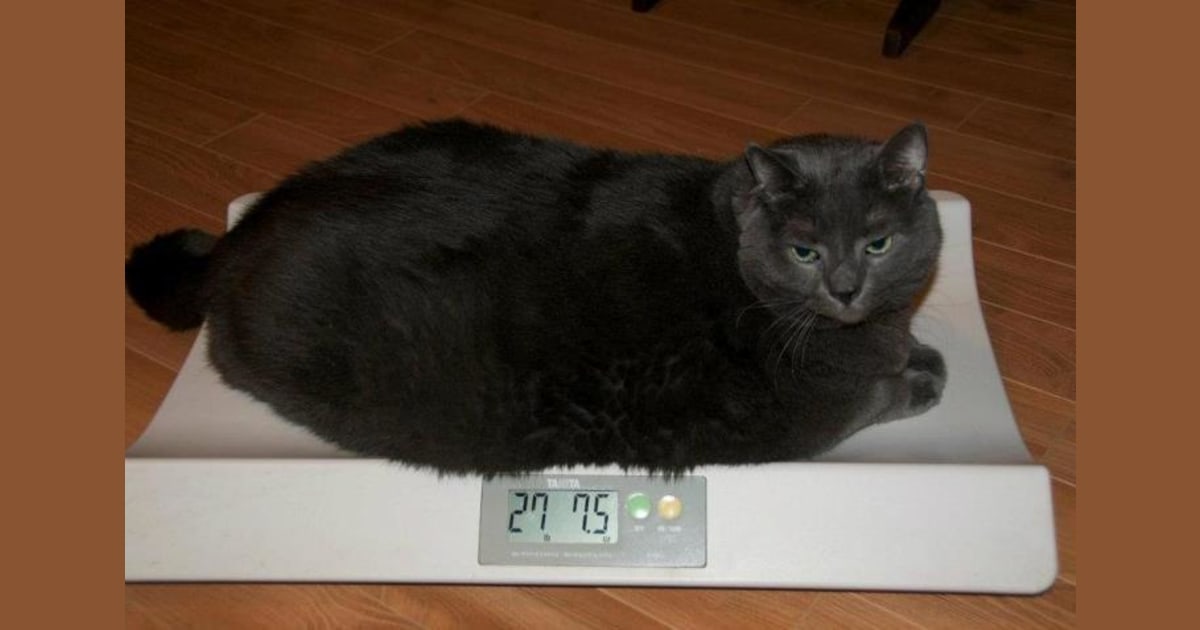 Fat cat loses weight, gains Facebook fame