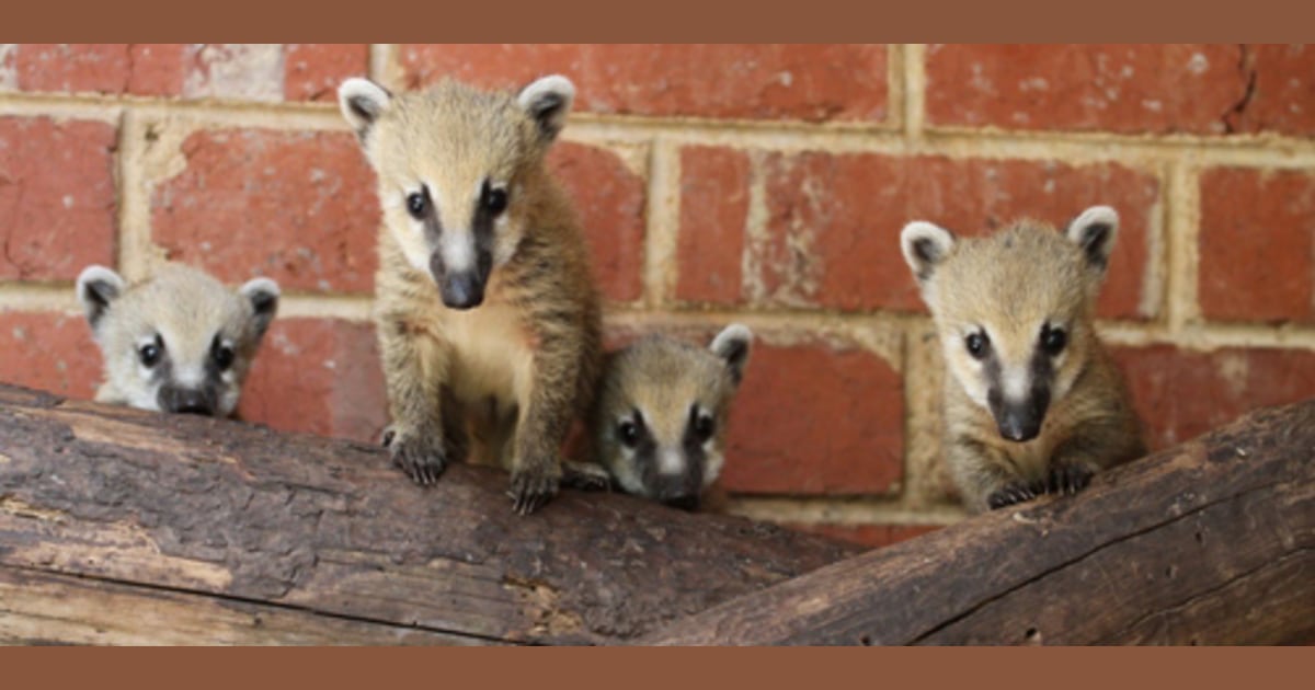 Coatis move in to the Melbourne Zoo