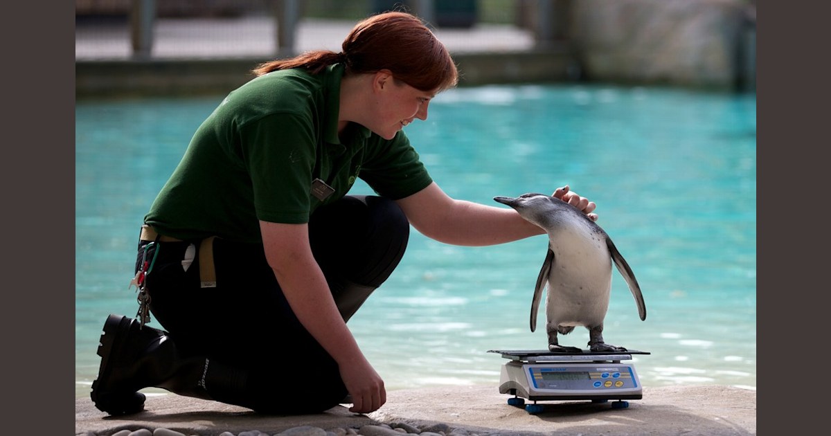 From the smallest to the tallest, zoo animals weigh in