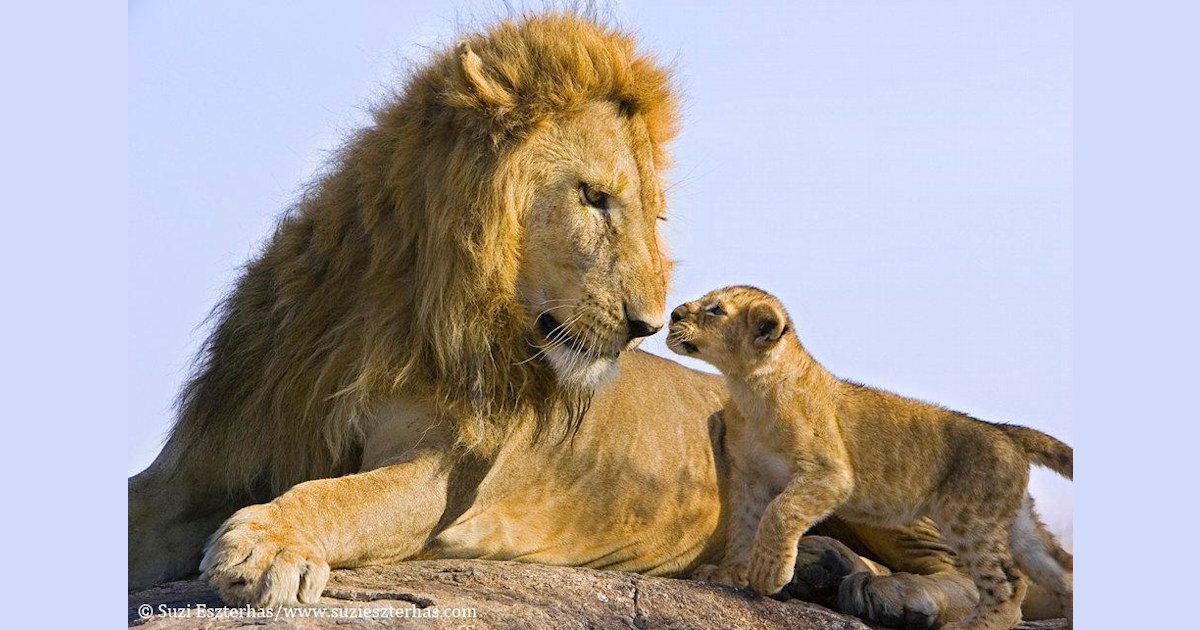 Lion love: Father meets his cub for the first time