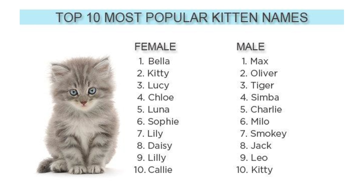 2012\'s most popular kitten names: Bella, Max and ... Kitty