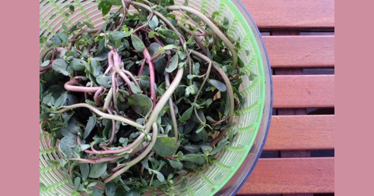 What's that vegetable? Get your omega3s with purslane