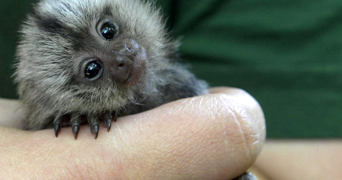 Silvery marmoset sales for sale