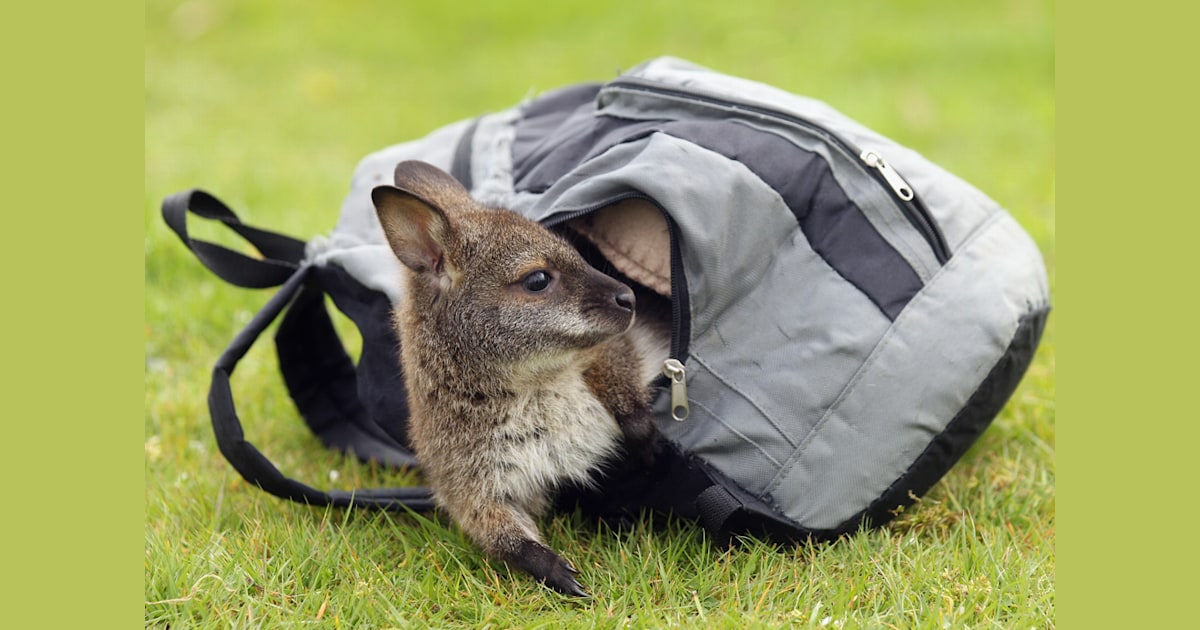 Wallaby baby carrier hotsell