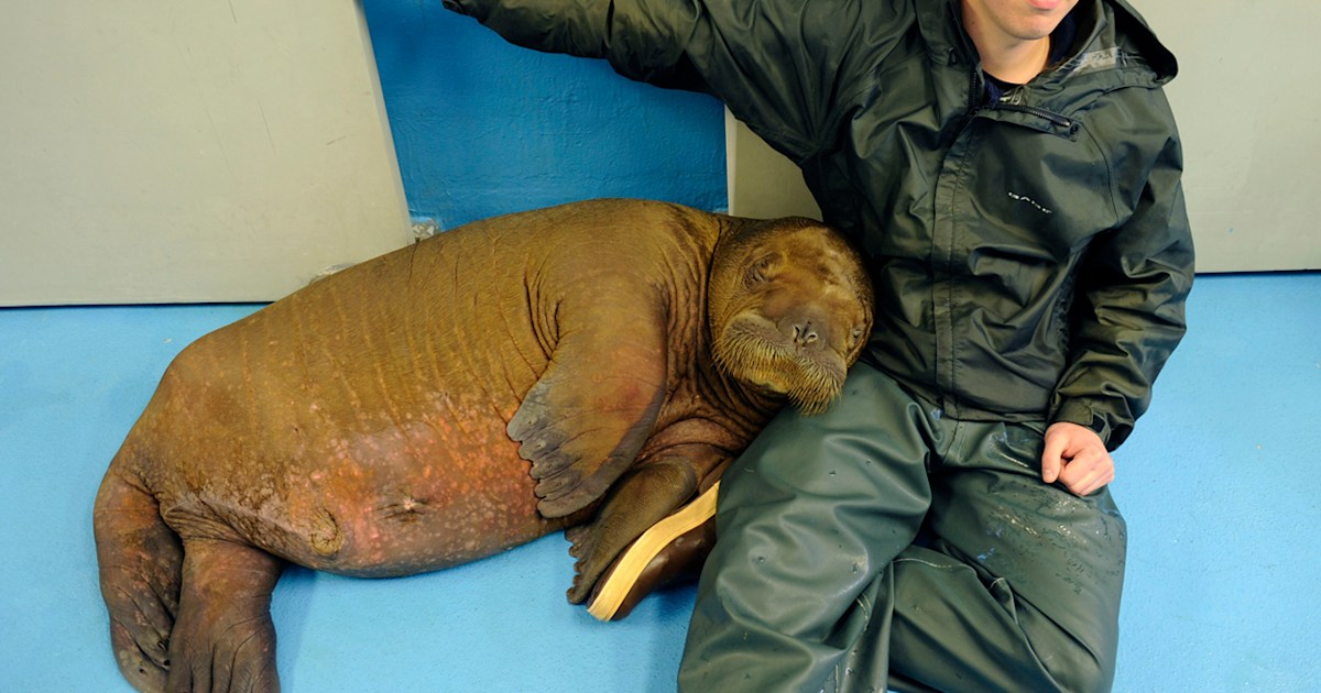 Cuddle time! What it's like to snuggle with a baby walrus