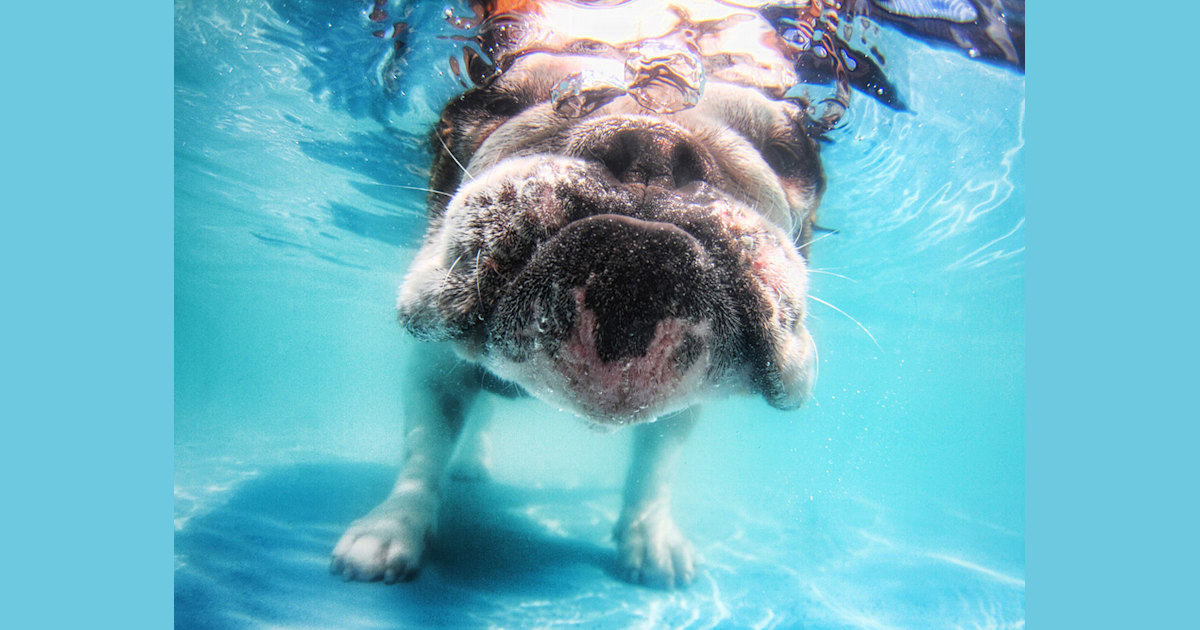 Spectacular shots of underwater dogs
