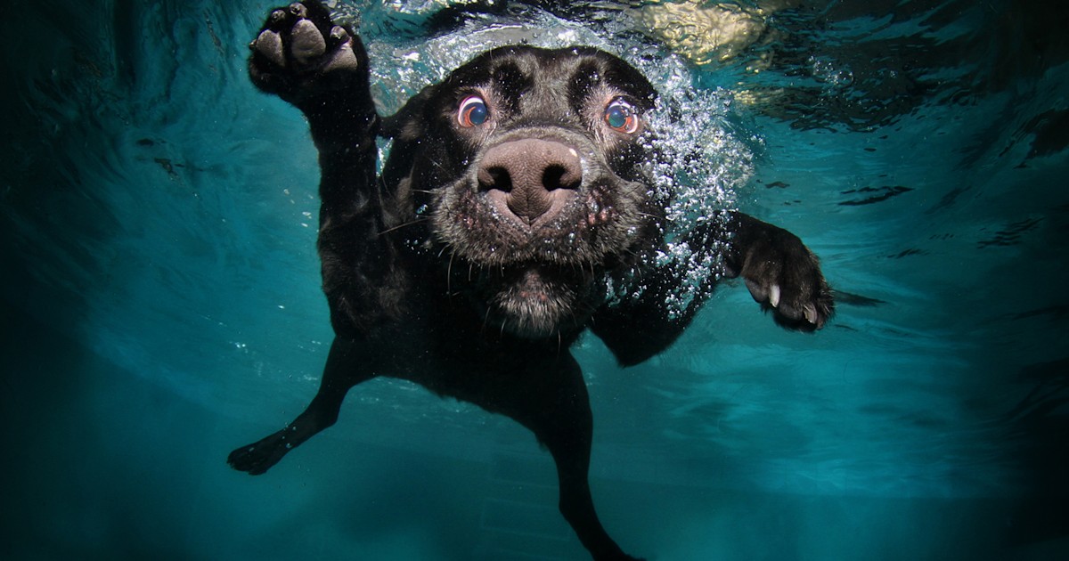 B E L L Y F L O P Amazing photos of underwater dogs