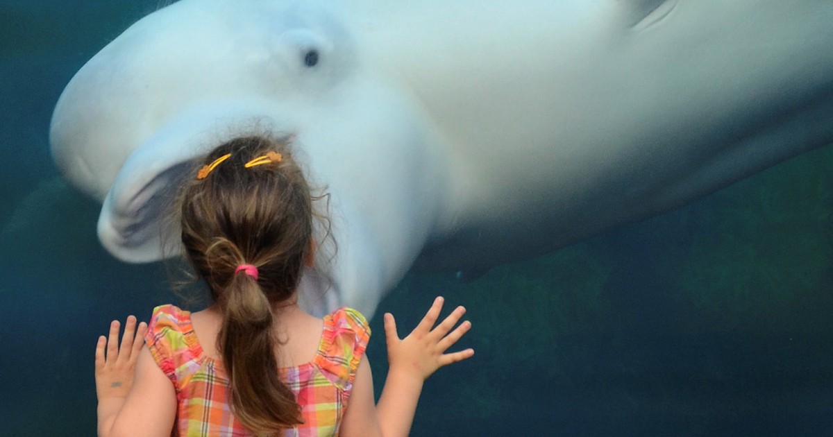 Say Ahh Beluga Whale Appears To Swallow Girl 3