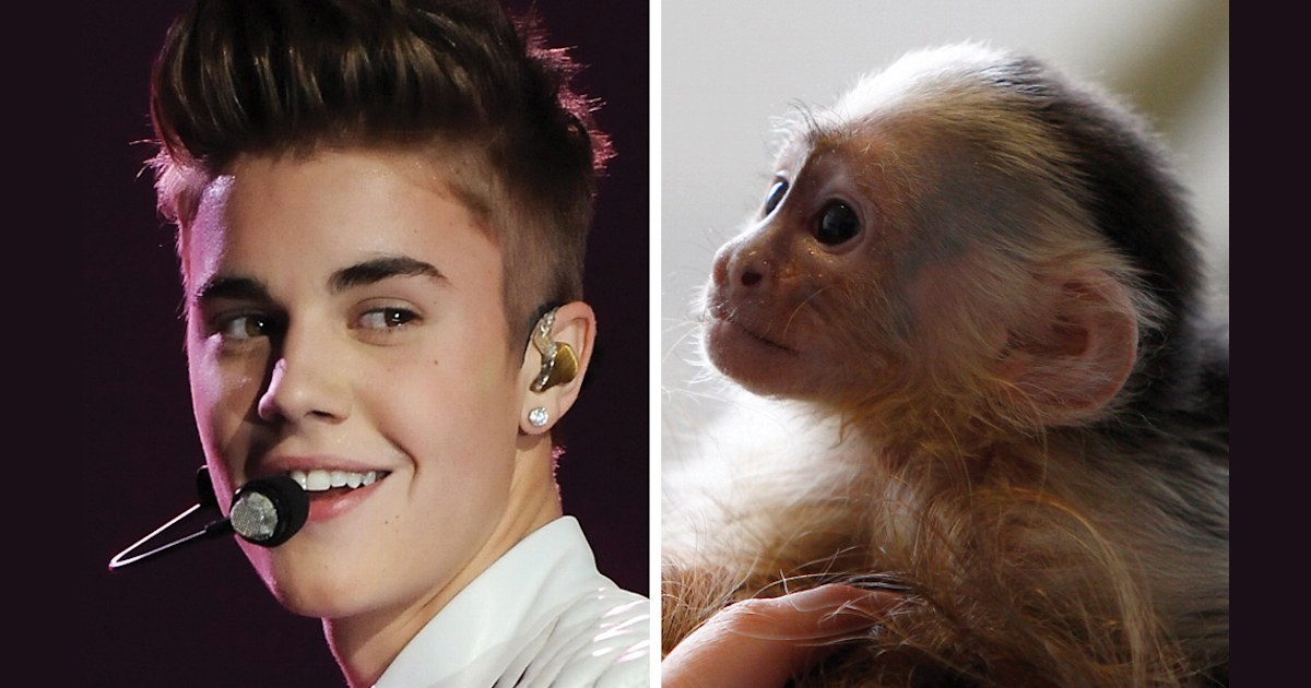 Justin Bieber surrenders his pet monkey to German animal shelter