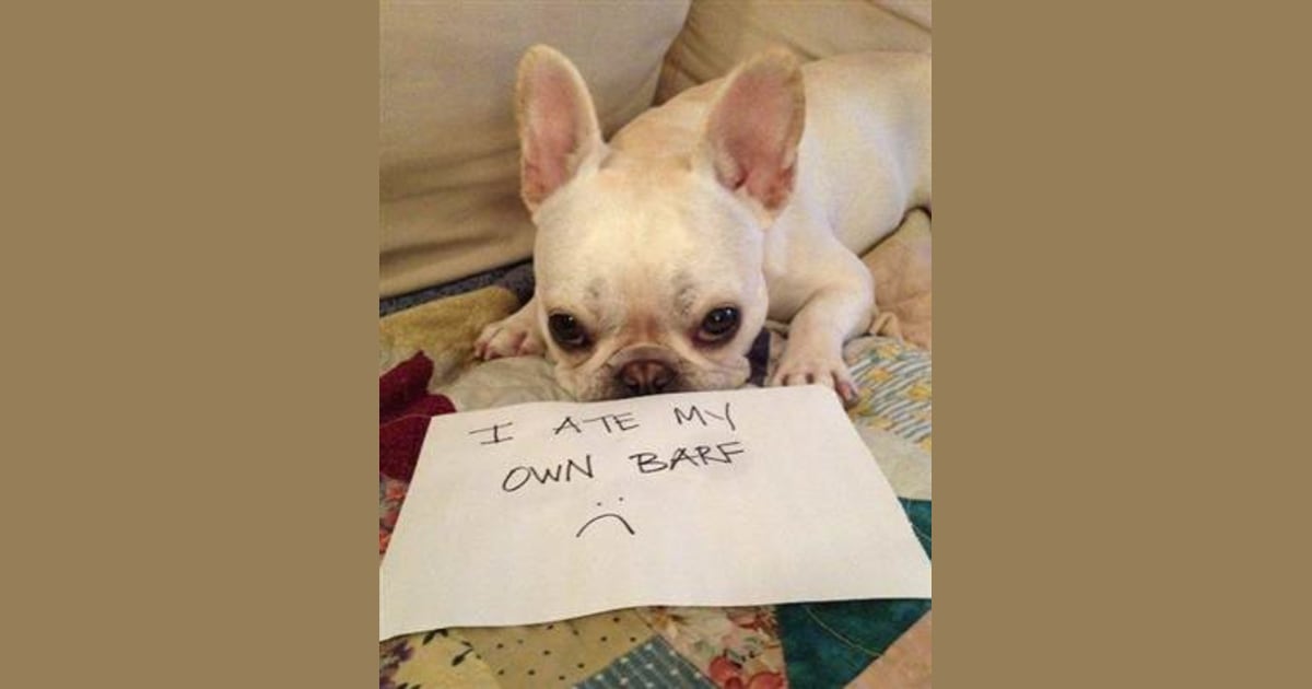 13 crazy things our Facebook fans' dogs have eaten