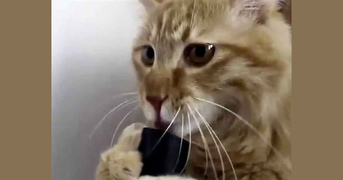Like cats? Cats with vacuums? Watch this video