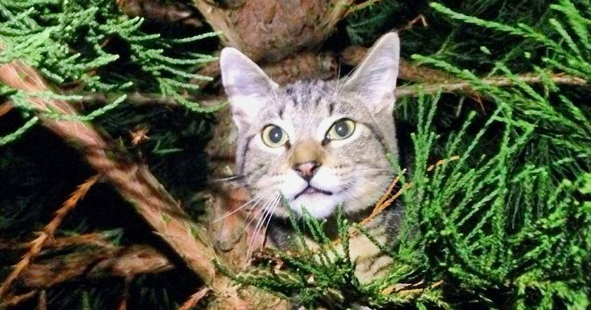 Cat stuck in a tree? These rescuers have you covered