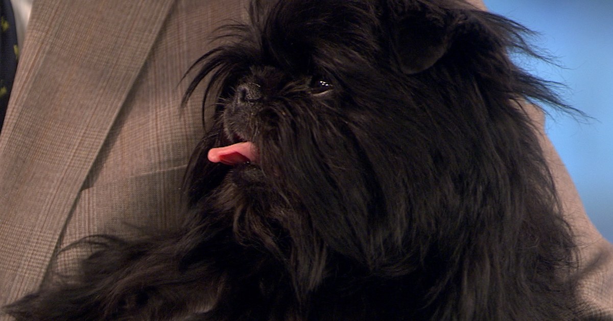Banana joe shop affenpinscher