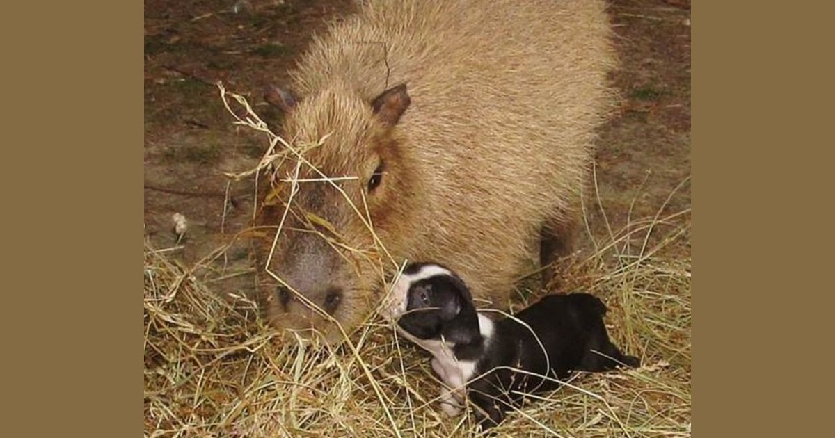 Rescue puppies get surprising stand-in mom: A capybara