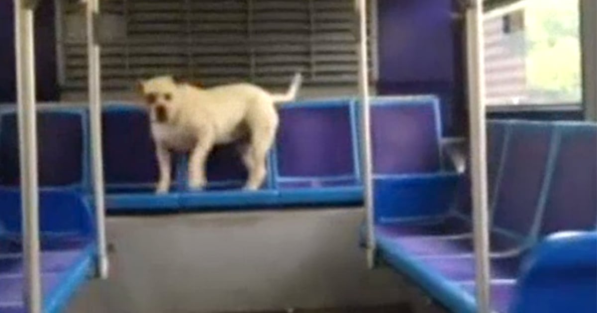 Adorable dog rides New York City bus — by herself