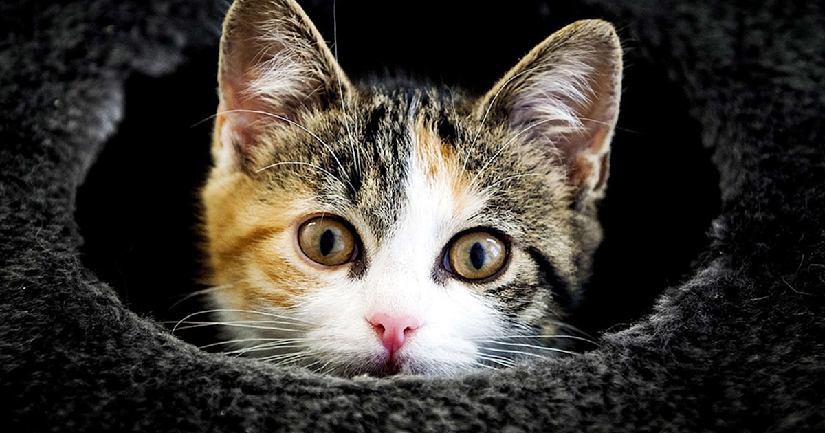 See a curious cat and 29 of the cutest animal photos of the week