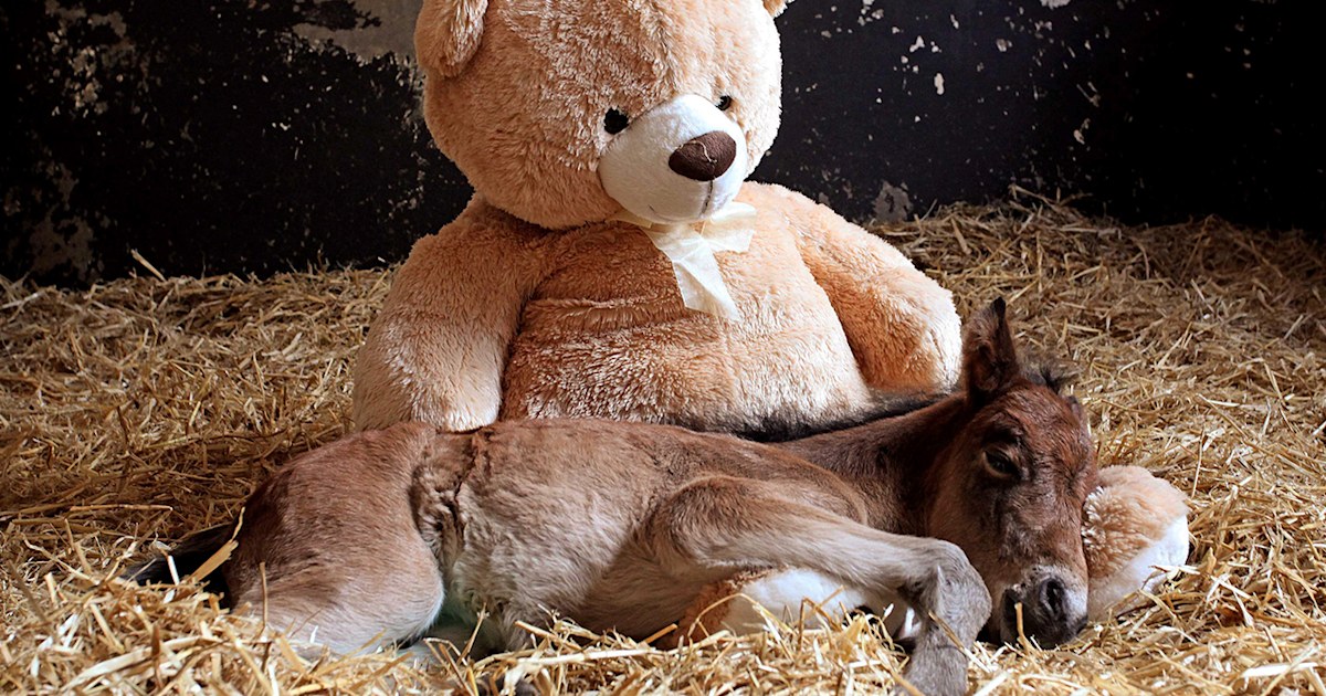 Teddy bear helps Breeze the orphaned foal to sleep, heal