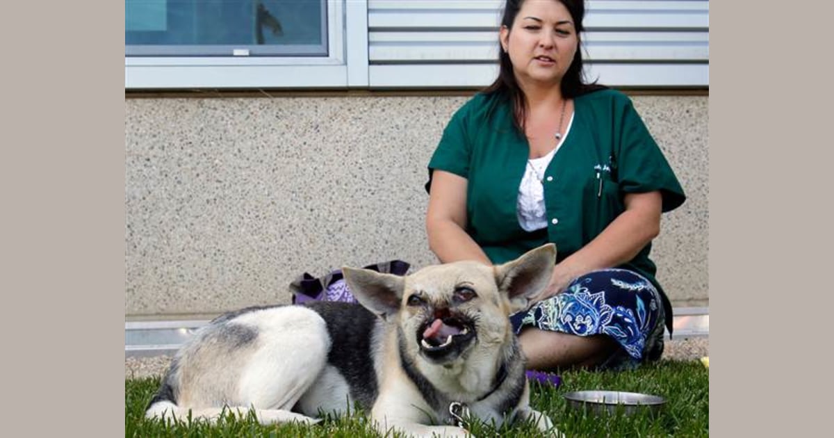 Dog Garl X Video - Dog who lost snout saving girls from accident gets new one