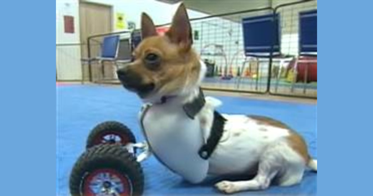2 rescue pups are ready to roll your way
