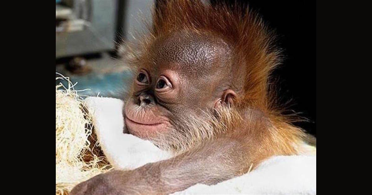 Orangutan pajamas best sale