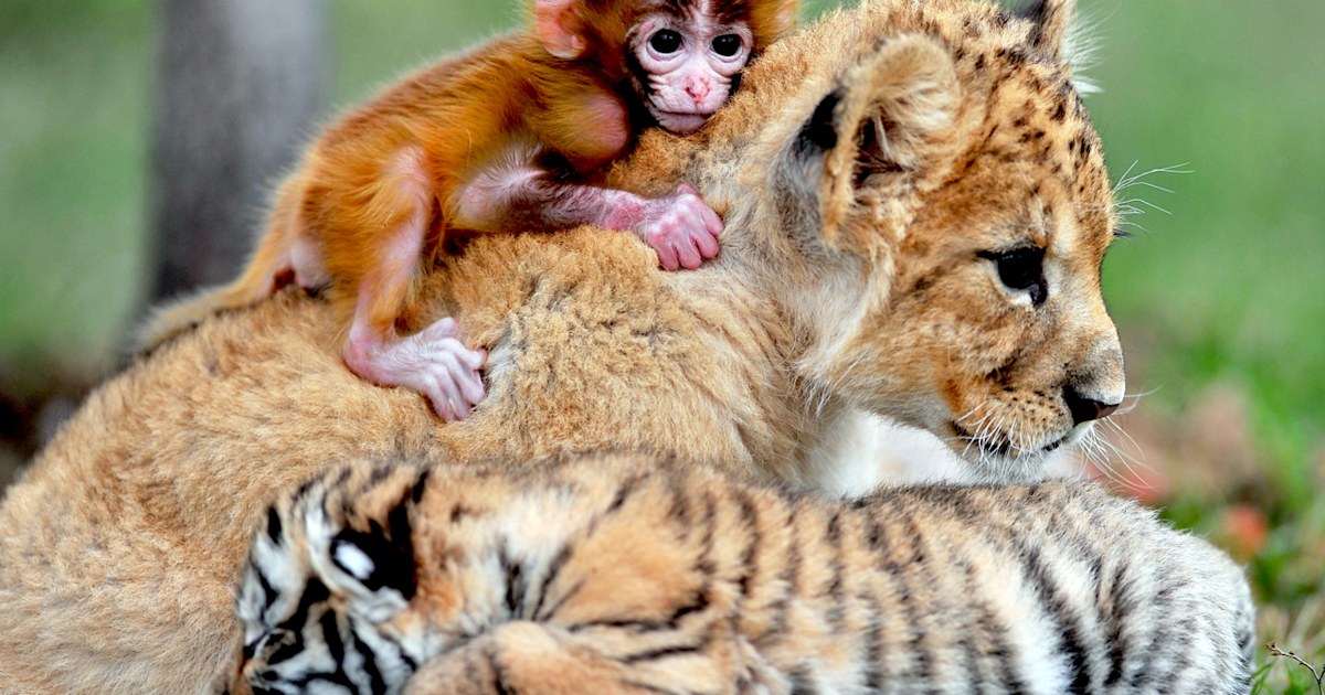 WATCH: Baby monkey plays with tiger cub in adorable pictures – New