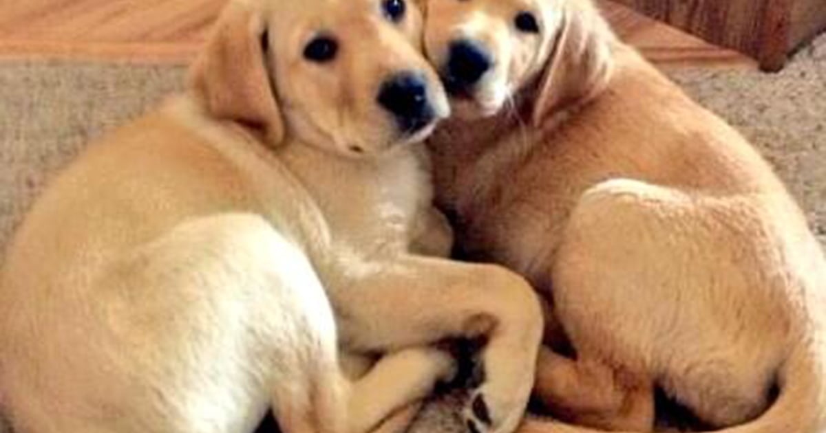 Cuddle pups! Viewers share photos of pets showing love