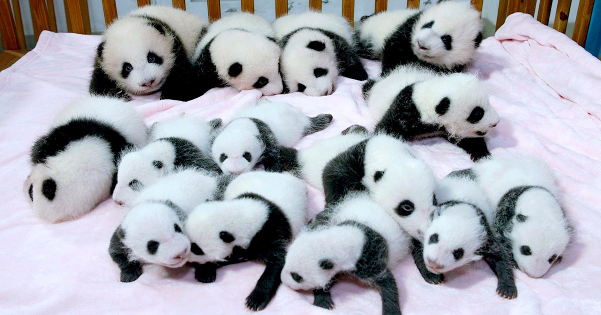 Panda Overload 14 Cute Babies Cuddle In A Crib
