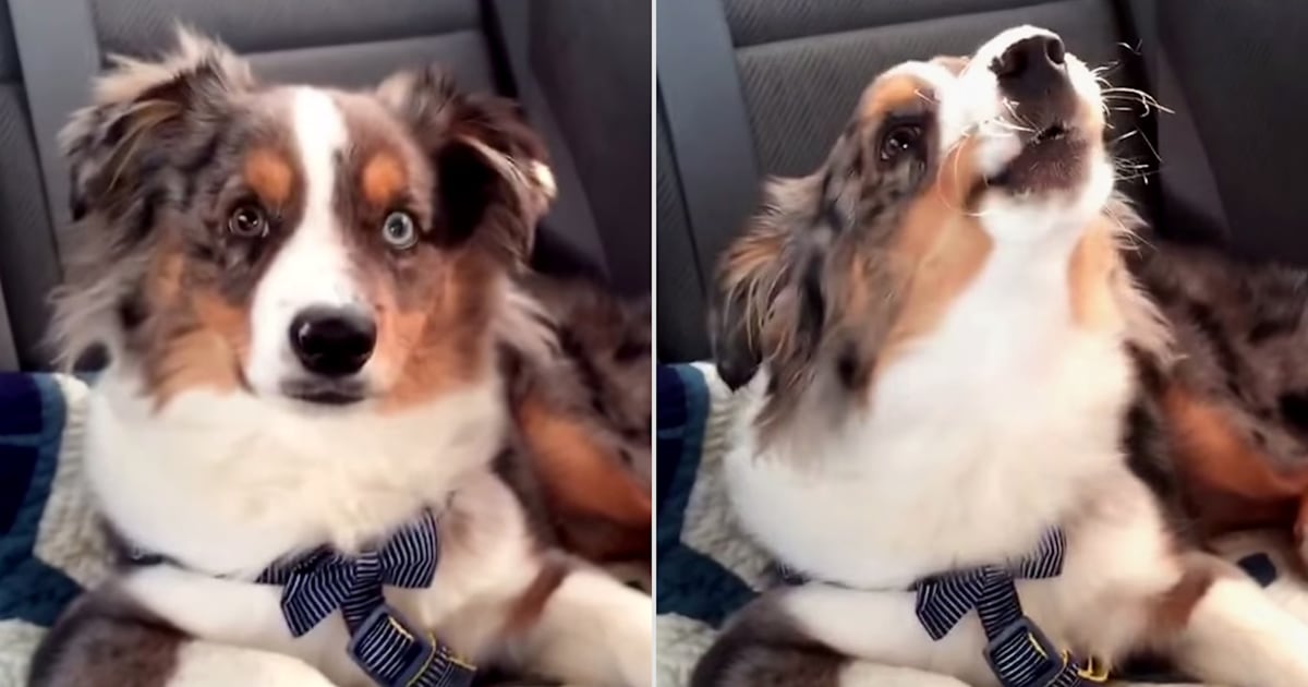 'Frozen' fan pup wakes up singing along to 'Let It Go'