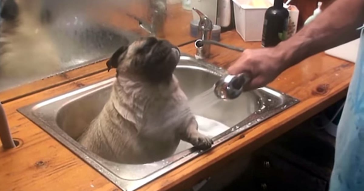 Barry the pug experiences sheer bliss during bath time