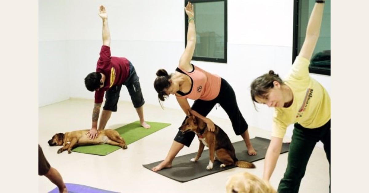 собака мордой вверх балтийская жемчужина. йога с собаками спб. дога йога с собакой. собака йога. йога вместе с собакой.