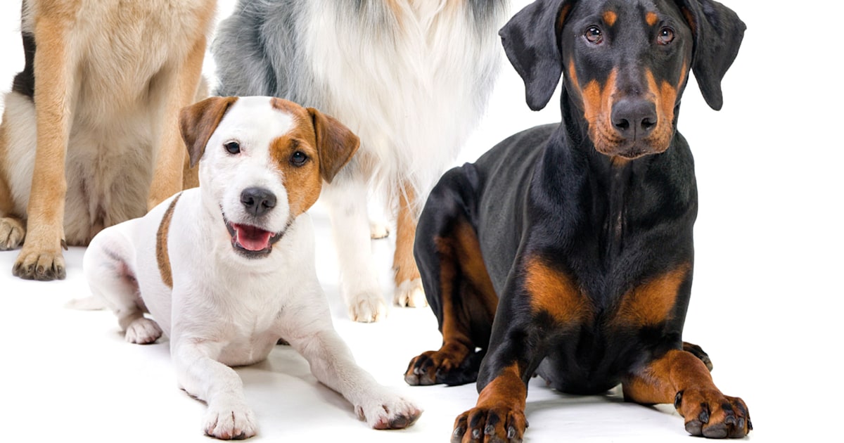 What doggy tail chasing may reveal about our own OCD