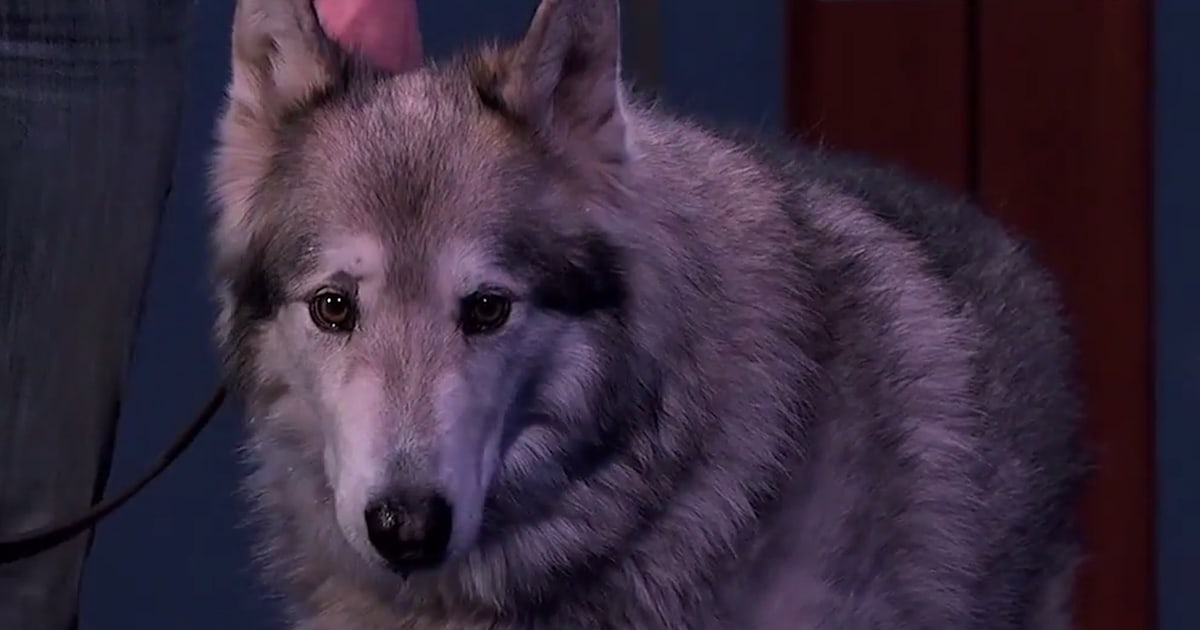 Crying wolf? Jimmy Kimmel reveals he's the prankster behind SochiFail