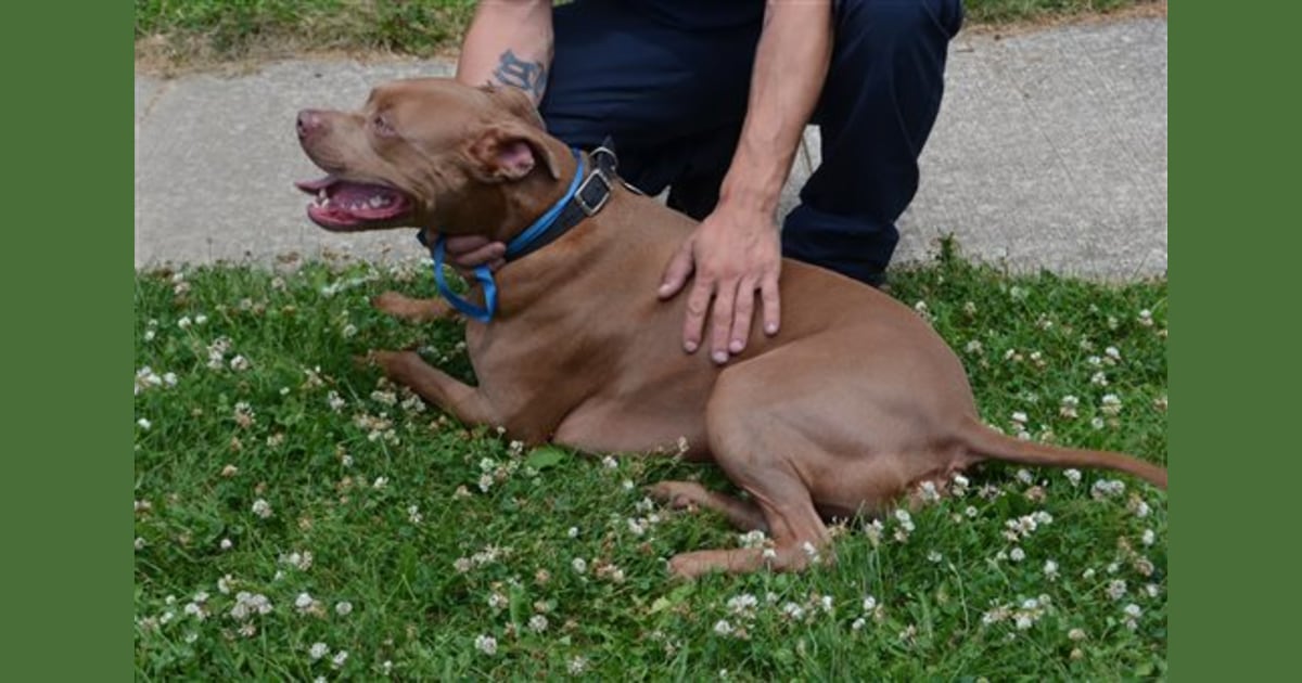Dog hailed as hero for alerting sleeping deaf boy to fire