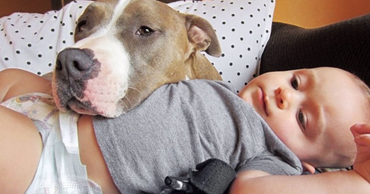 Pit bull licks baby into a fit of laughter and is the cutest thing ever