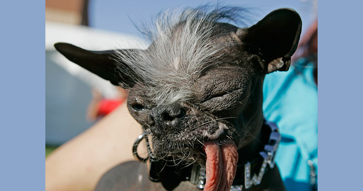 Hideously cute: Why we love the World's Ugliest Dog Contest