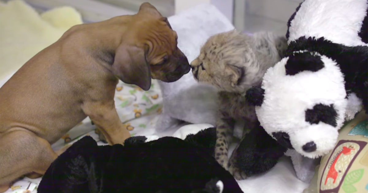Cuddle buddies! Cheetah and pup make the ultimate siblings