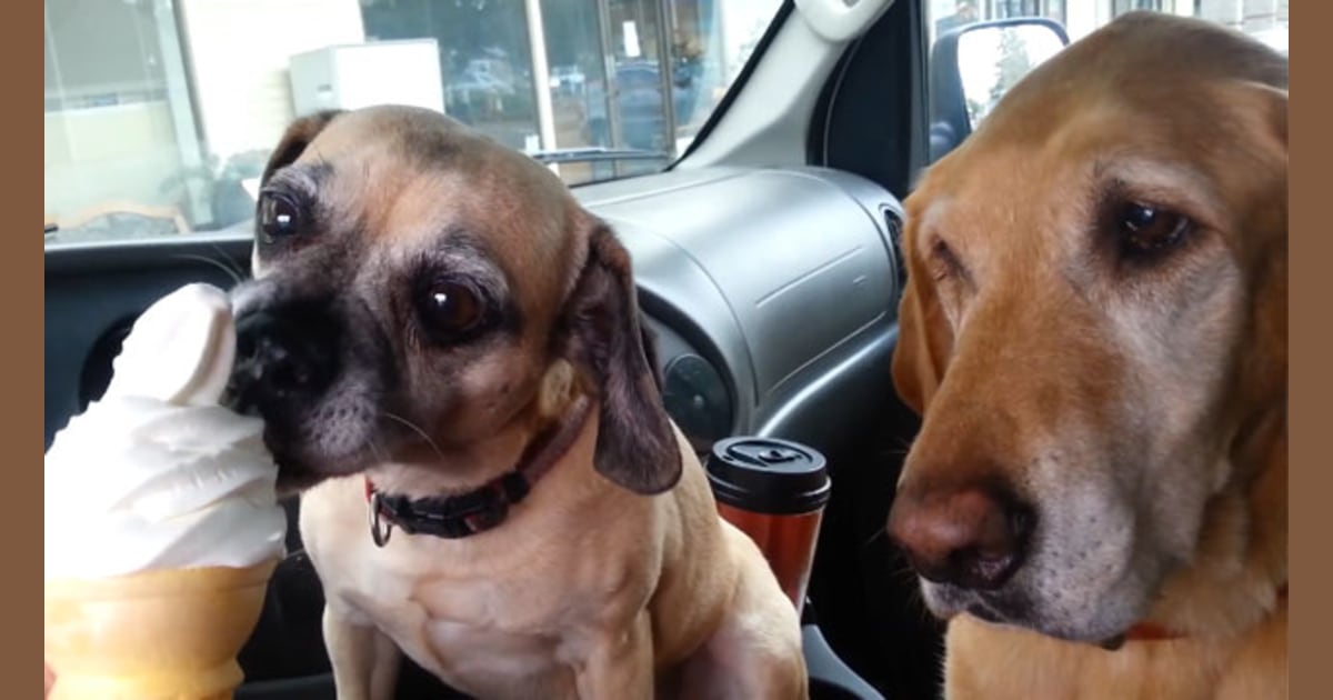 When two dogs attempt to share an ice cream cone ... - TODAY