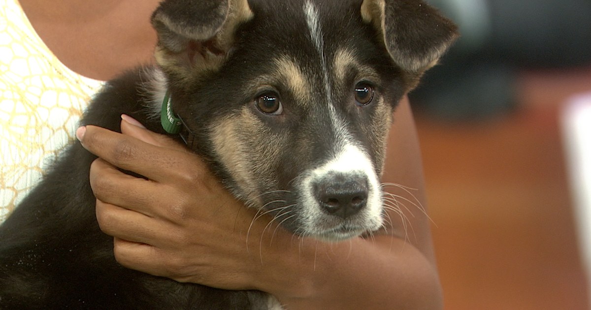 U.S. freestyle skier Gus Kenworthy adopting stray Sochi puppies