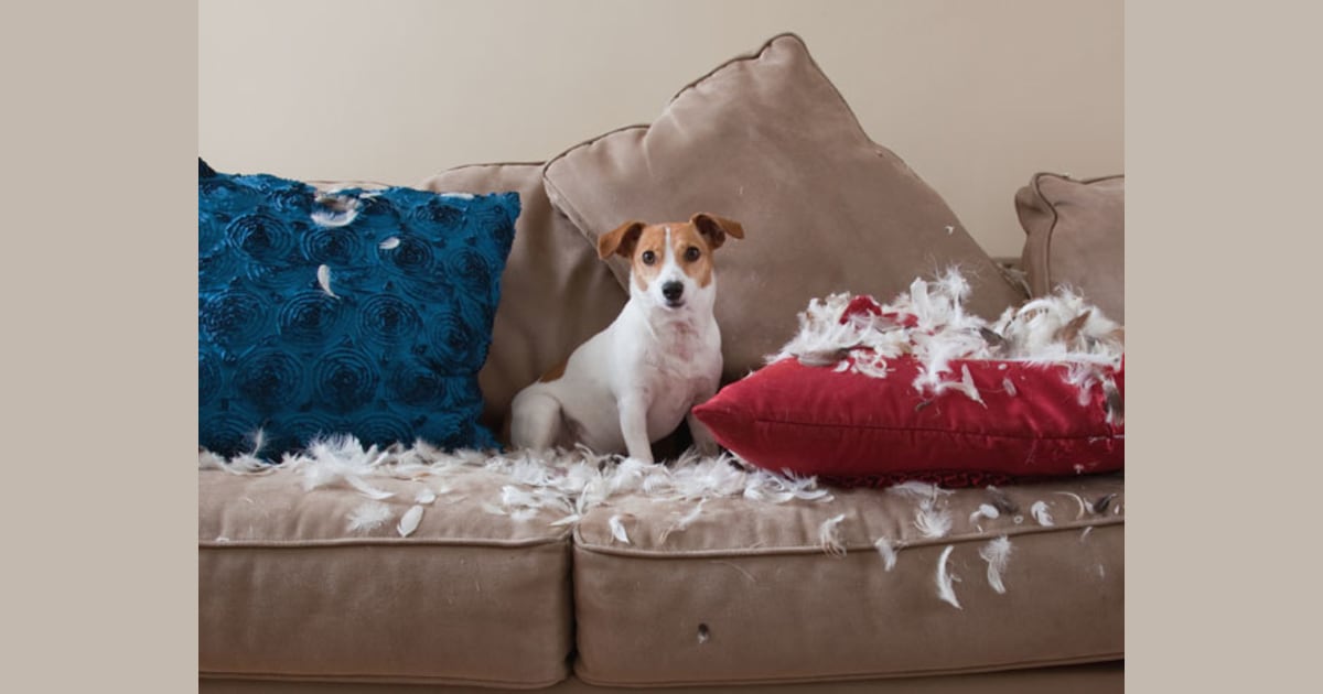 Dog tears up couch other dog pees