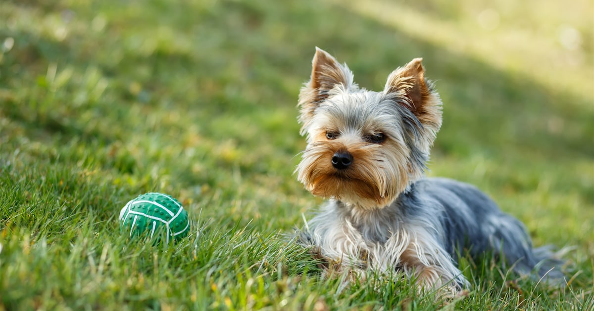 Is ornamental grass poisonous to dogs on sale