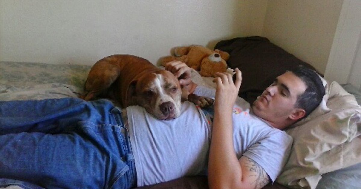 Man Searching For Answers After Dog Goes Missing On Delta Flight